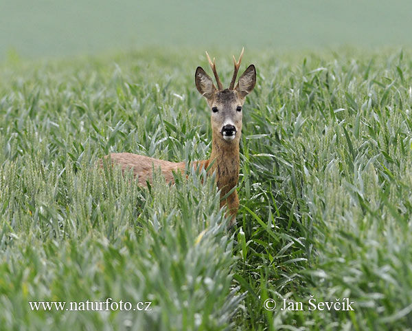 Capriolo