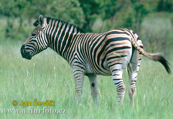 Cebra común de Burchell quagga