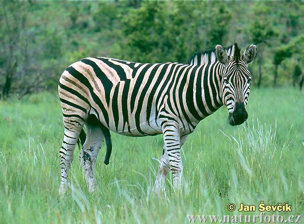 Cebra común de Burchell quagga