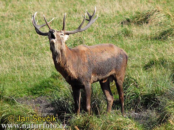 Cervus elaphus