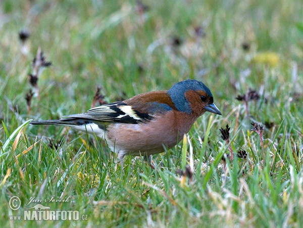 Chaffinch (Fringilla coelebs)