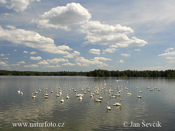 Cisne-branco