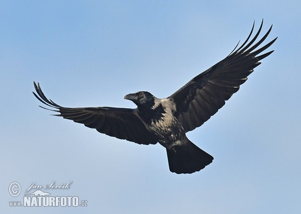 Corvus cornix