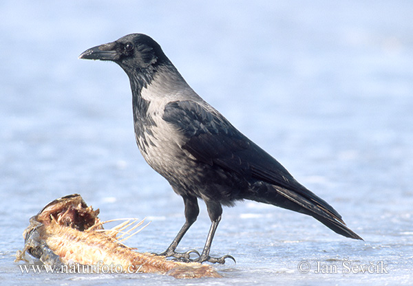 Corvus cornix