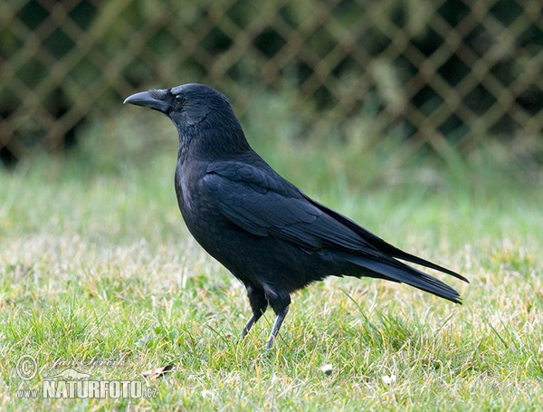 Corvus corone