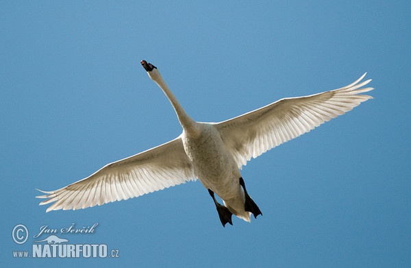 Cygne tuberculé