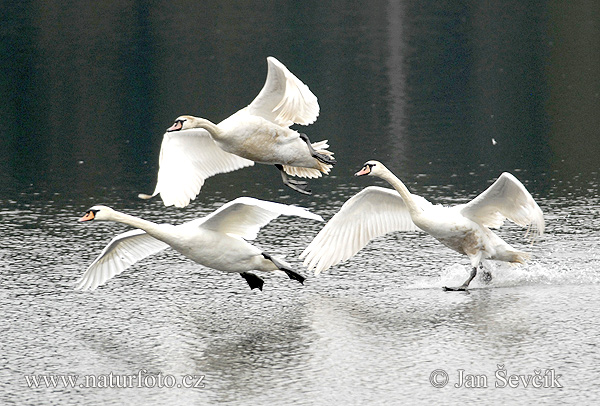 Cygne tuberculé