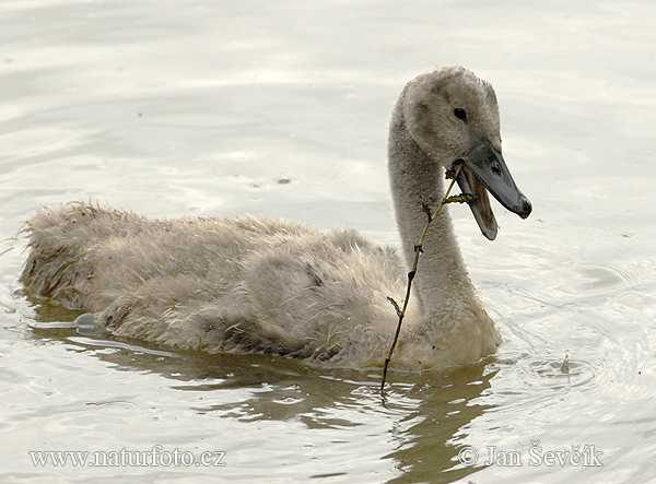 Cygne tuberculé