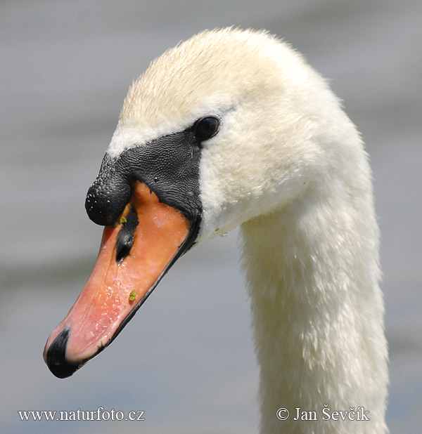 Cygne tuberculé