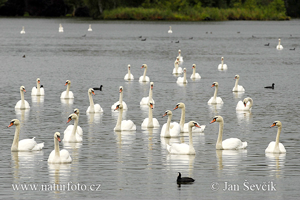 Cygne tuberculé