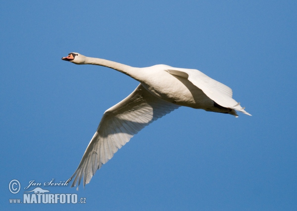 Cygnus olor