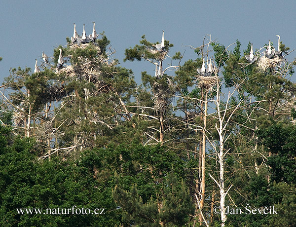 Czapla siwa