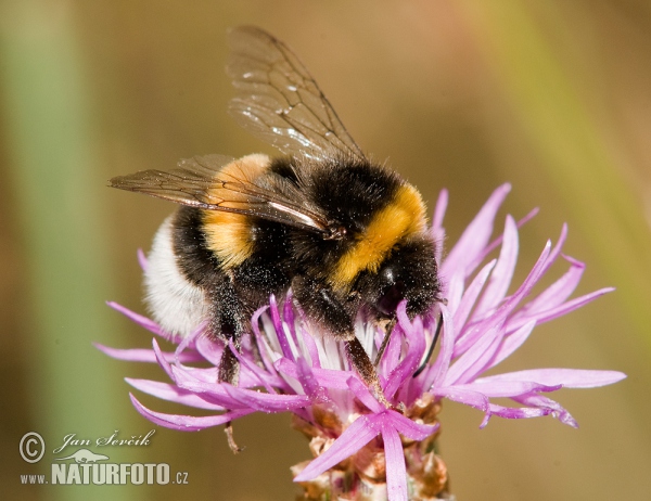 Dunkle Erdhummel