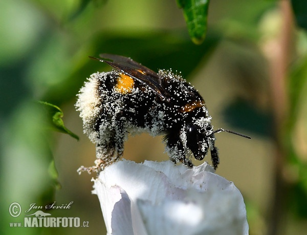 Dunkle Erdhummel