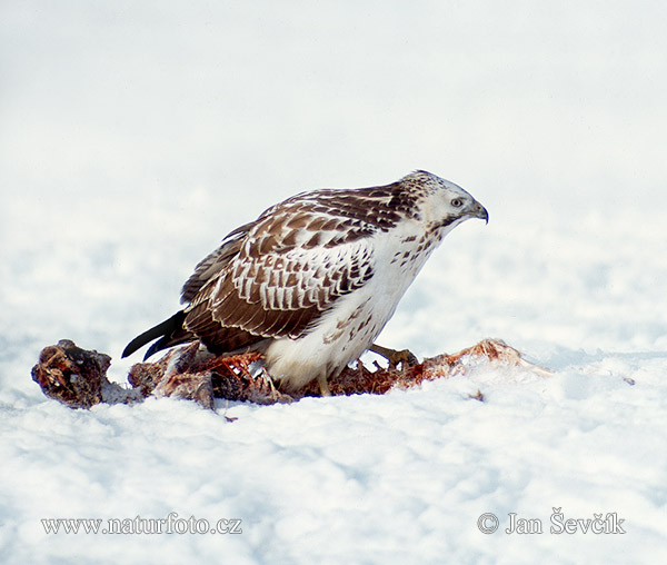 Elang buteo