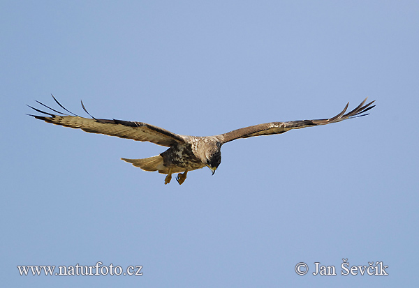 Elang buteo