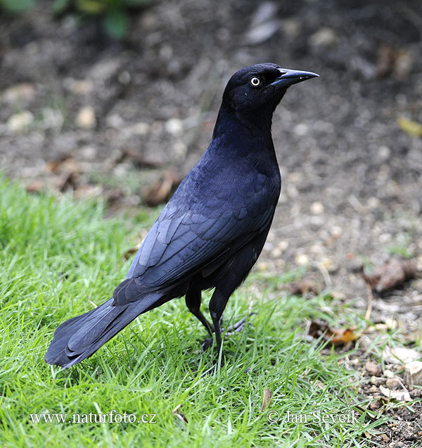 erla negra