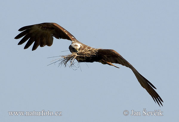 Falco di palude