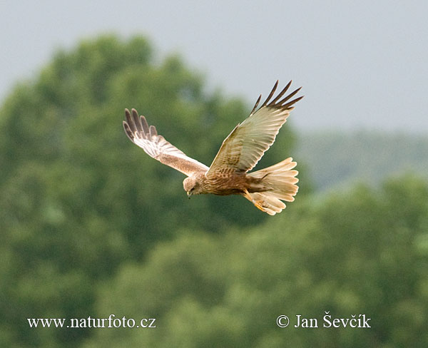 Falco di palude