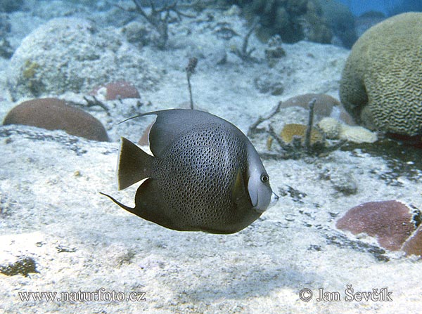 Franzosen-Kaiserfisch