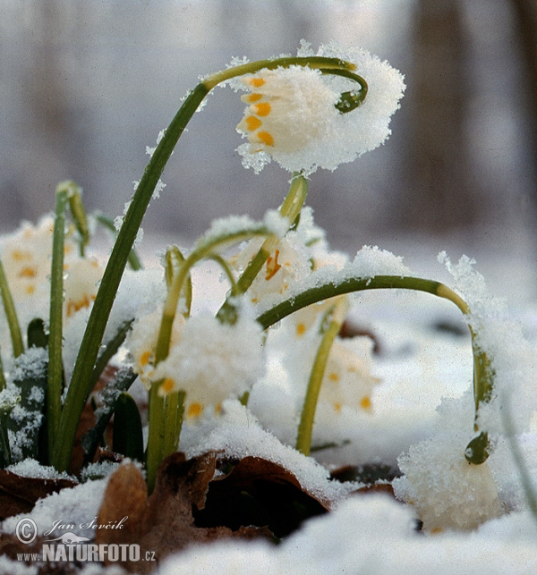 Frühlings-Knotenblume