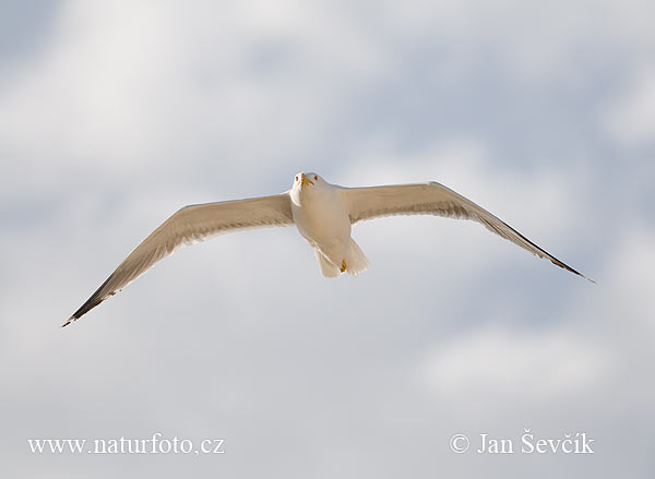 Gaivota-de-patas-amarelas