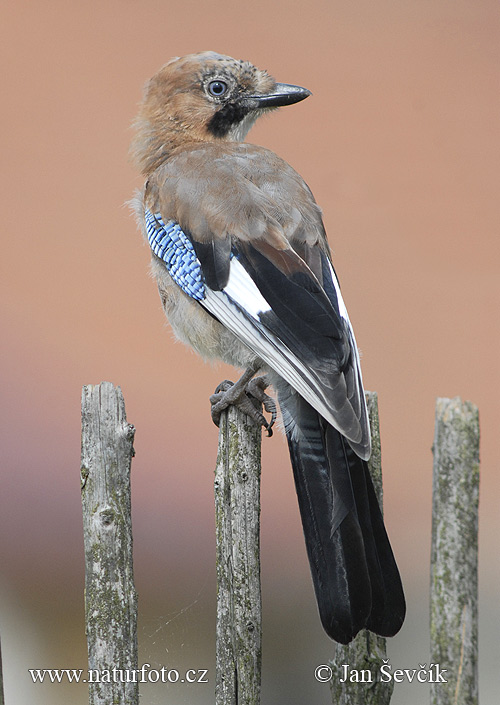 Garrulus glandarius