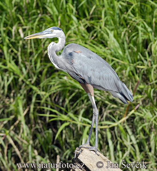 Garza azulada