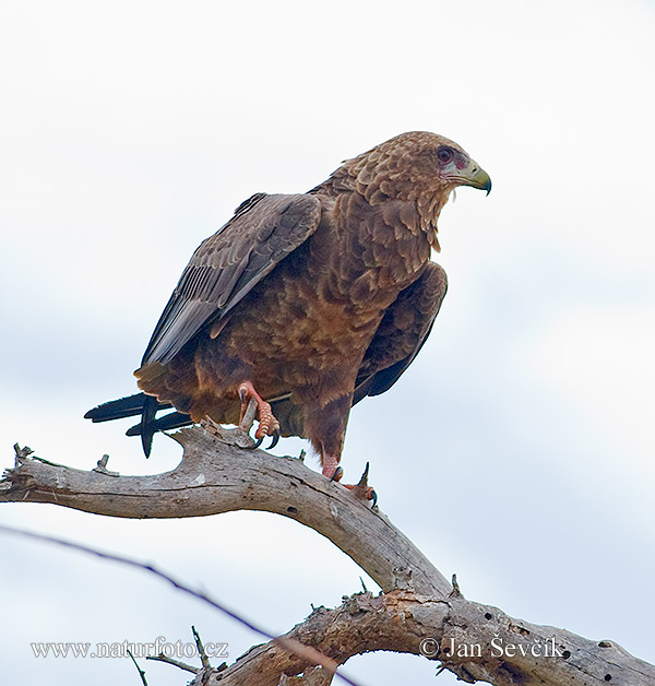 Gaukler Vogel