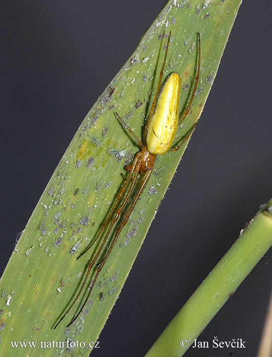 Gemeine Streckerspinne