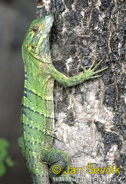 Gemeiner Schwarzleguan