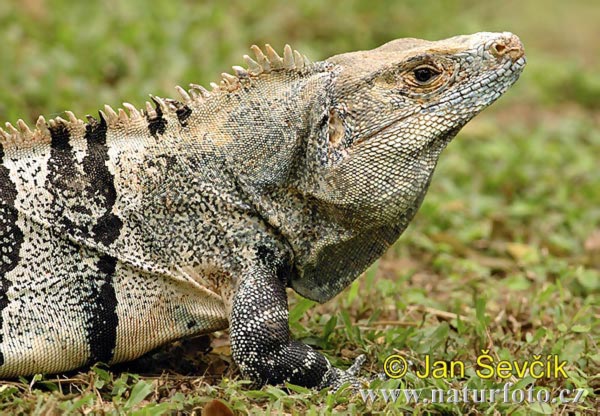 Gemeiner Schwarzleguan