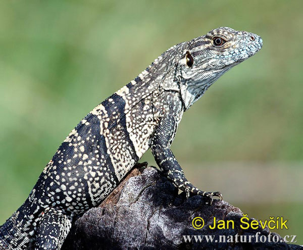 Gemeiner Schwarzleguan