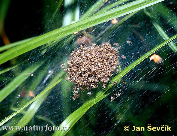 Gerandete Jagdspinne