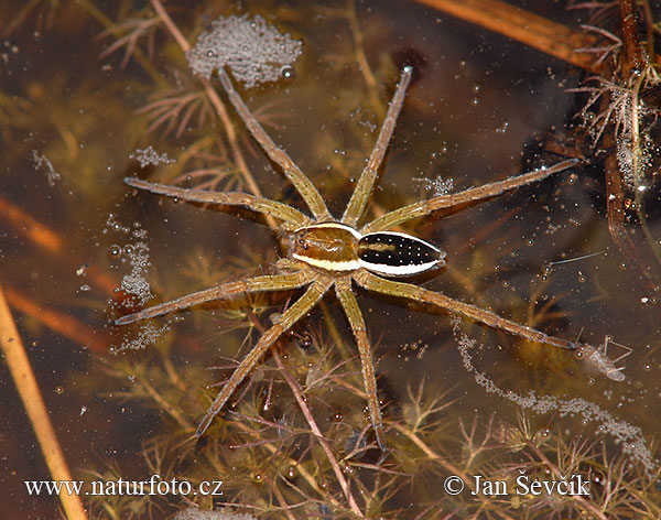 Gerandete Jagdspinne