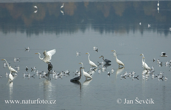 Grande Aigrette