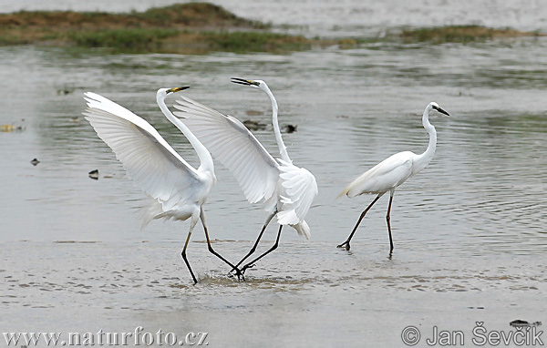 Grande Aigrette