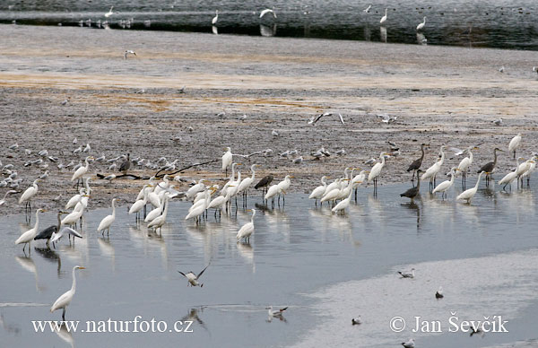 Grande Aigrette