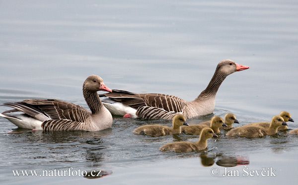 Grauwe gans