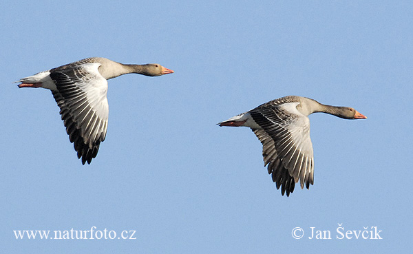 Grauwe gans