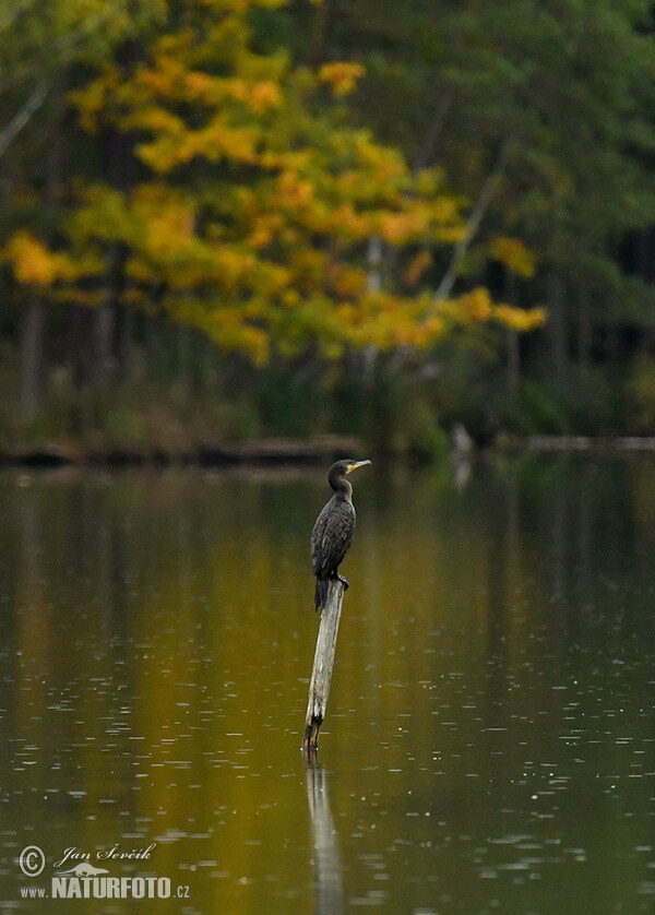 Great Cormorant (Phalacrocorax carbo)