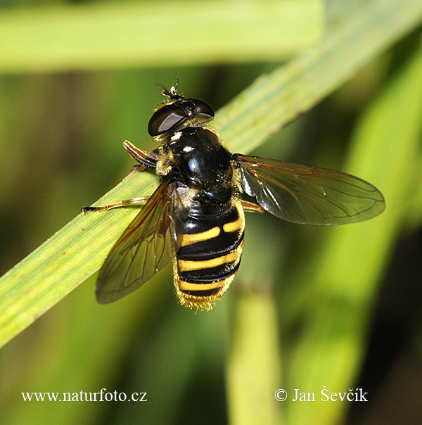 Große Torf-Schwebfliege