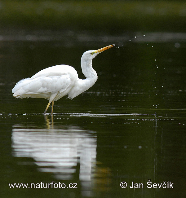 Grote zilverreiger