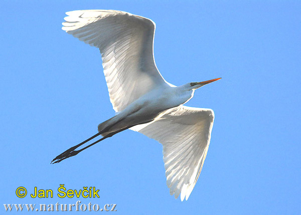 Grote zilverreiger