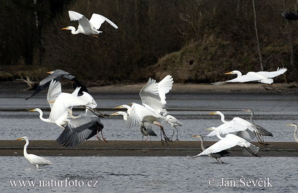 Grote zilverreiger