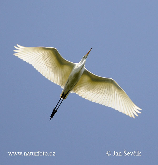 Grote zilverreiger