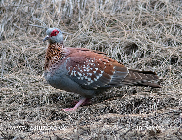 Guineataube