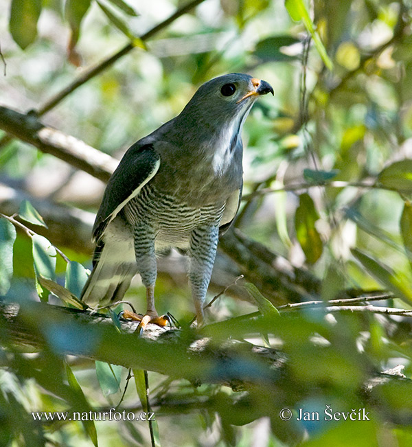 Hagedisbuizerd