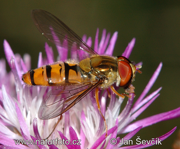 Hainschwebfliege