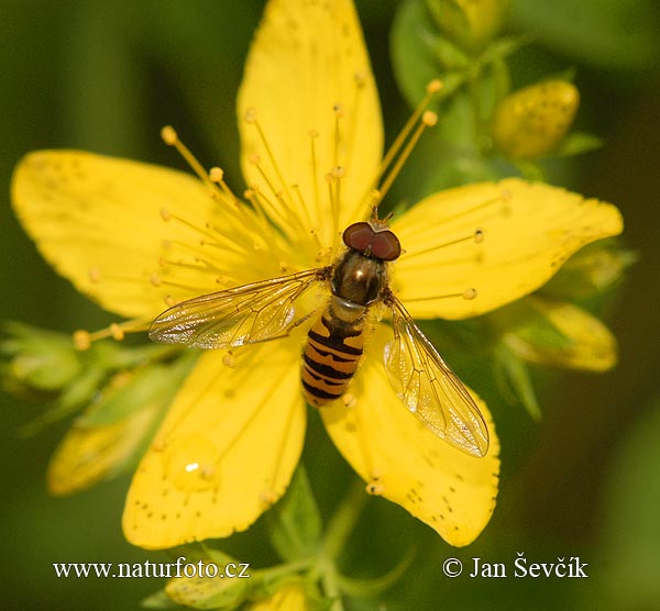 Hainschwebfliege